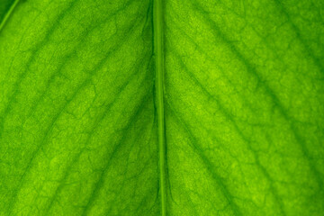 Tropical green leaf close up