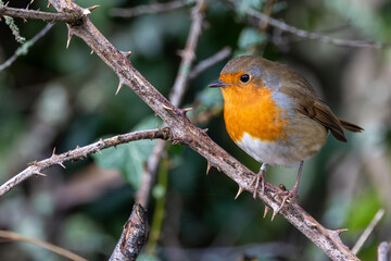 Close up of a robin bird.