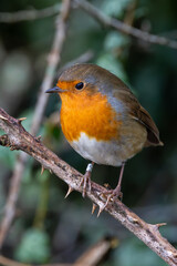 Close up of a robin bird.