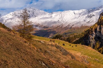 Naklejka premium Landscape of the mountains, sky, forest and cows in autumn in Switzerland. Snowcapped mountain.