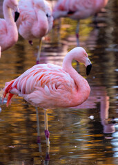 Chilean Flamingo (Phoenicopterus chilensis) Outdoors