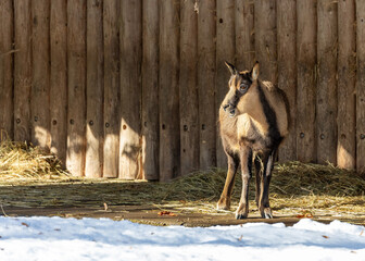 Chamois (Rupicapra rupicapra) Outdoors