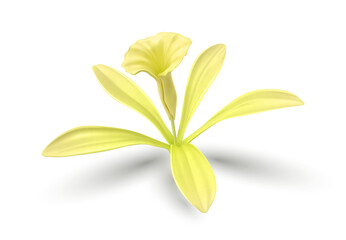 Vanilla Flower. Realistic food cooking condiment. Aromatic seasoning ingredient for cookery and sweet baking, vanilla Isolated. Design element packaging design. PNG Illustration.