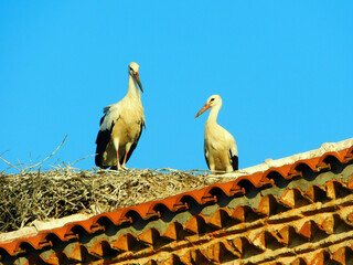 white stork on clear sky day, showcasing animal wildlife