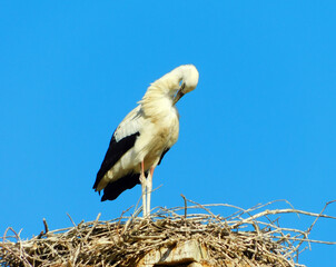 white stork on clear sky day, showcasing animal wildlife