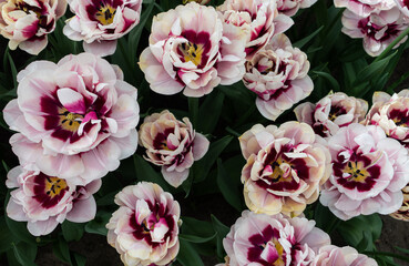 keukenhof tulip festival macro