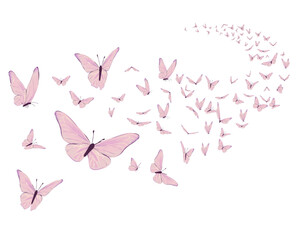 pink butterfly on white background