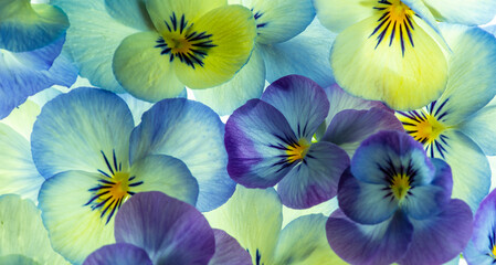 Fototapeta na wymiar pansy flower - flower background close up