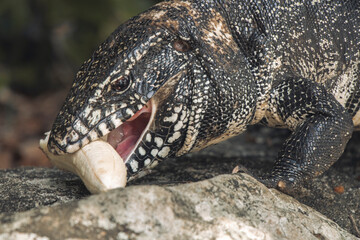 lizard eating banana