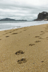 footprints on the beach