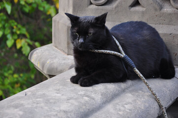 Closeup of a black cat with a leash around its neck in Central Park New York