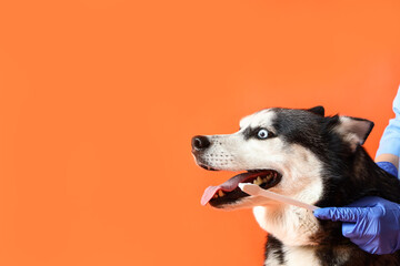 Veterinarian brushing Siberian Husky dog's teeth on orange background