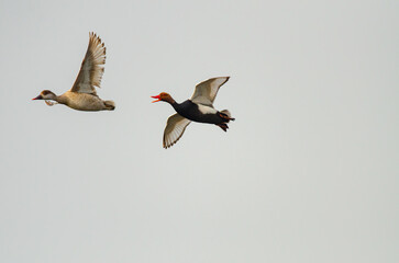Male and female Red-crested Pochard flying over the lake. (Netta rufina)
