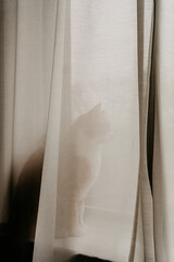 shadow of a cat hiding behind the curtain pets in houde cat paw ear curious curiosity 