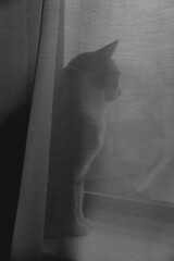 shadow of a cat hiding behind the curtain pets in houde cat paw ear curious curiosity 
