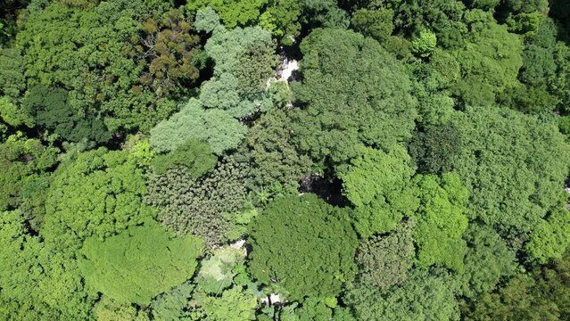 Aerial view of Trianon Park in S&atilde;o Paulo, Brazil. Trees seen from above.