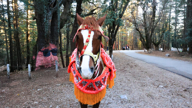 Cheval pour la promenade dans la for&ecirc;t d'Azrou, Maroc