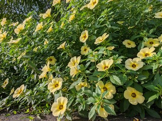 Damiana flowers bloom in the morning	