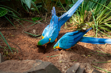 native birds of the jungle of South America, parrots, macaws and toucans with their beautiful colors 