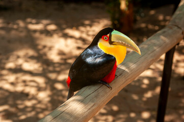 native birds of the jungle of South America, parrots, macaws and toucans with their beautiful colors 