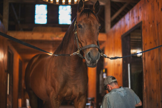 Bay thoroughbred gelding on cross ties waiting for farrier to shape shoes with a hammer and anvil in an old, rustic barn 