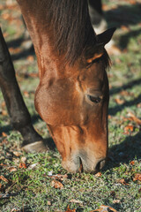 Close-up of a bay thoroughbred grazing on frosted grass on the first frost of the 2023 - 2024 season.