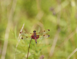 Calico Pennant, Celithemis elisa, male, showing hearts on abdomen, perched in meadow