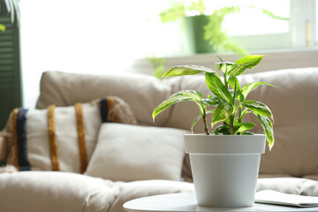 Green plant on table in living room, closeup