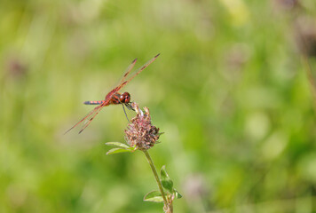 Calico Pennant, Celithemis elisa, male, face, perched, in meadow