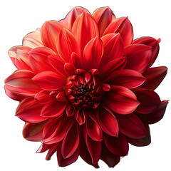 Close up macro image of a vibrant dahlia flower isolated on a transparent background, perfect for design and decoration.