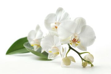 Fototapeta premium Elegant white orchid branch isolated on white, its blooms representing luxury and exotic beauty.