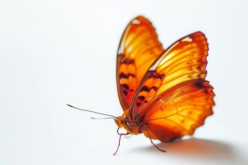 Vibrant orange butterfly with intricate wing patterns, isolated on white, a symbol of joy and...