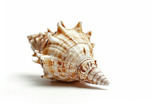 Spiral seashell isolated on white, intricate patterns speaking to natural geometry and marine life's mysteries.

