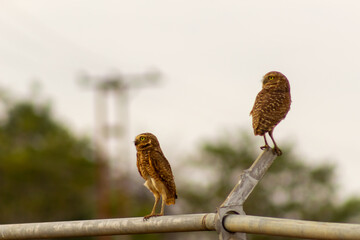 Spotted owls or Athene brama perched on a fence