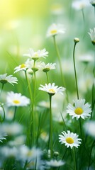 A Serene Field of Daisies