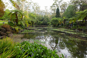 Scenic views of Tamborine Mountain Regional Botanic Gardens