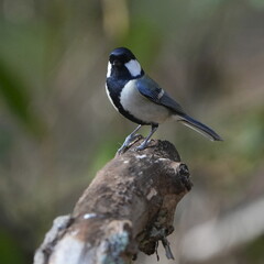 japanese tit in a forest