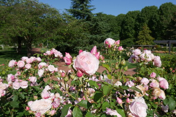 Rosa Rosen im Rosengarten Zweibrücken