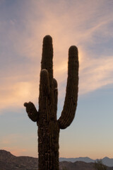 Large mature Saguaro cactus with multiple arms - 703032979