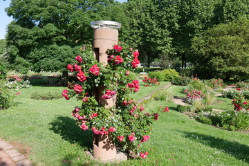 Rote Rosen in Europas Rosengarten Zweibrücken