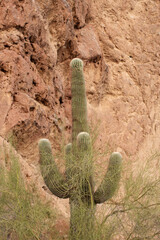 Large mature Saguaro cactus with multiple arms, growing along a walking track in Echo Canyon park - 703033390