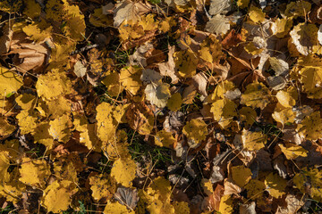 Fallen yellow autumn leaves on the ground in the city park.