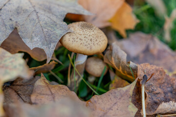 mushroom in the autumn forest on a background of fallen leaves