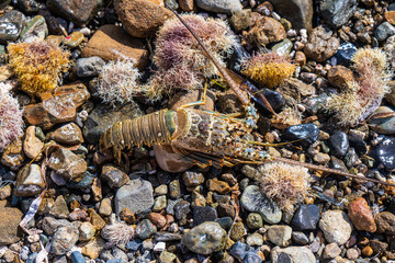 Lobster Washed up on Rocky Coast