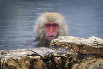 Japan snow monkey makes eye contact in hot spring