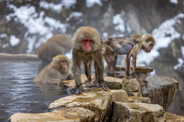 dripping wet snow monkey gets out of hot spring
