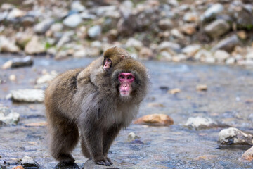 Japan baby snow monkey rides on mothers back