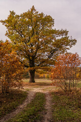 Naklejka premium Autumn landscape with a large oak tree in the foreground and a path in the background