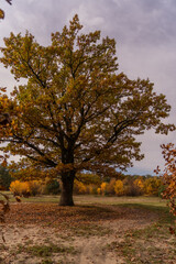 Fototapeta premium autumn trees in the park