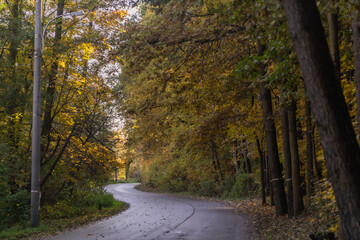 Obraz premium A road along an alley of trees with yellow leaves in the sunshine in October in Warsaw